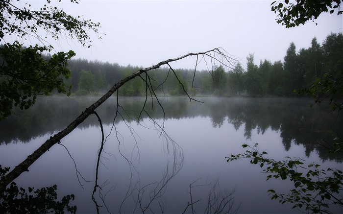 Amanecer, laguna, bosque, árboles, niebla Fondos de pantalla, imagen
