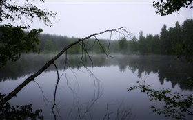 Amanecer, laguna, bosque, árboles, niebla HD fondos de pantalla