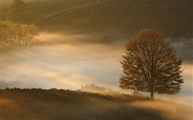 Amanecer, árbol, hierba, niebla HD fondos de pantalla