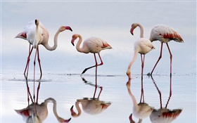 Cinco flamencos, lago, reflexión