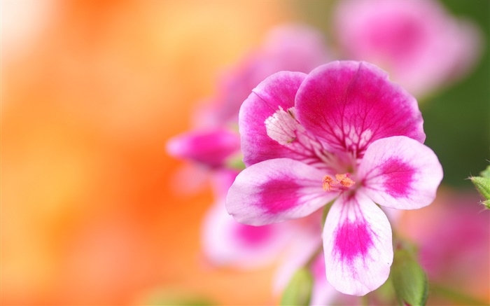 Flor macro fotografía, rosa pétalos de color blanco, bokeh Fondos de pantalla, imagen
