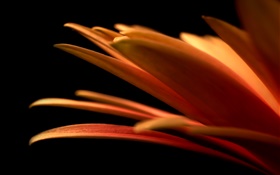 pétalos de flores primer plano, fondo negro HD fondos de pantalla