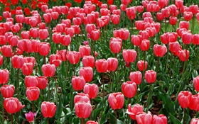 Campo de flores, tulipanes rojos HD fondos de pantalla