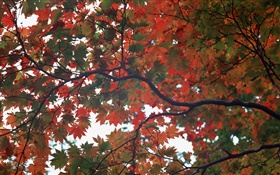 Bosque, otoño, árboles, hojas de arce