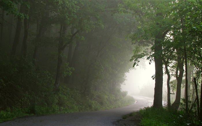 Bosque, camino, árboles, niebla, por la mañana Fondos de pantalla, imagen