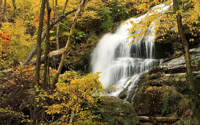 Bosque, árboles, otoño, rocas, cascada Fondos de pantalla, imagen