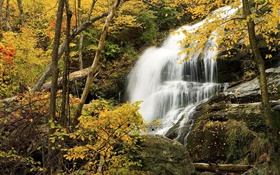 Bosque, árboles, otoño, rocas, cascada HD fondos de pantalla