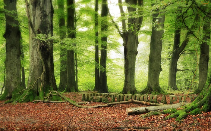 Bosque, árboles, verde, diseño Desktopography Fondos de pantalla, imagen