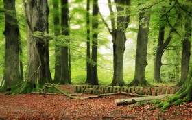 Bosque, árboles, verde, diseño Desktopography HD fondos de pantalla