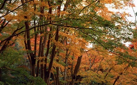 Bosque, árboles en otoño, las hojas amarillas