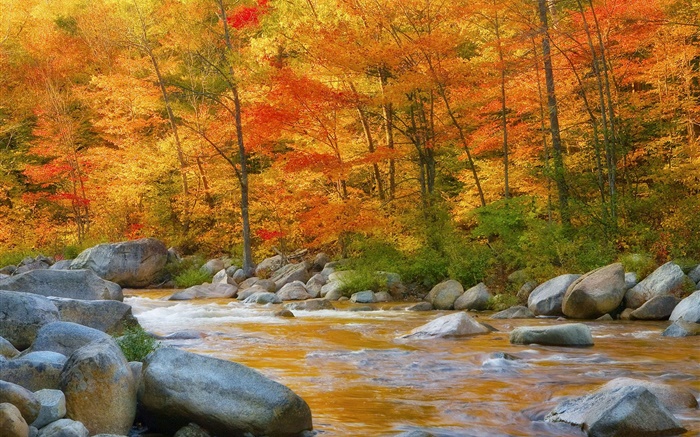 Bosque, árboles, hojas de color rojo, río, piedras, otoño Fondos de pantalla, imagen