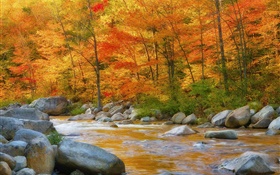 Bosque, árboles, hojas de color rojo, río, piedras, otoño HD fondos de pantalla