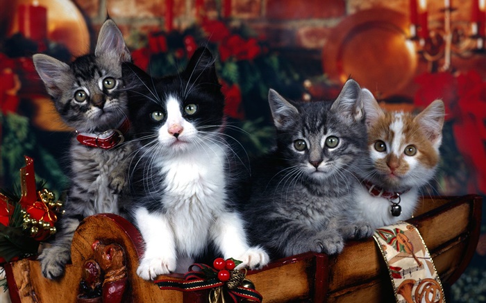 Cuatro gatitos, Navidad Fondos de pantalla, imagen