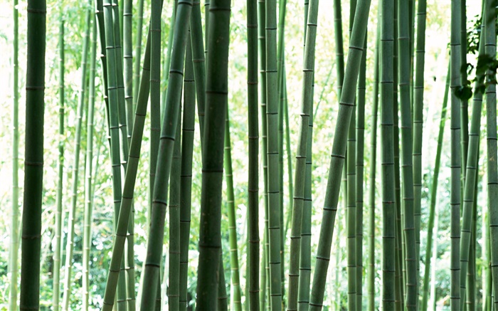 bosque de bambú verde fresco Fondos de pantalla, imagen