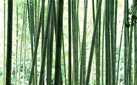 bosque de bambú verde fresco