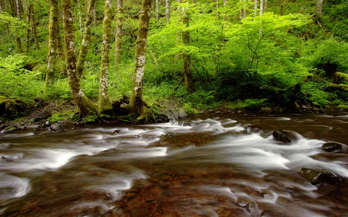 Gales Creek, bosque del estado de Tillamook, Oregón, EE.UU. Fondos de pantalla, imagen