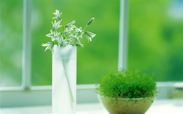 Taza de cristal, plantas, verde, ventana, primavera Fondos de pantalla, imagen