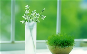 Taza de cristal, plantas, verde, ventana, primavera