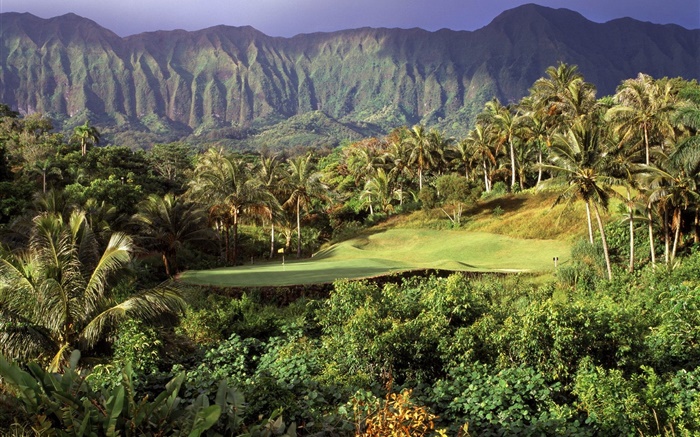 Campo de césped, palmeras, montañas, Hawai, EE.UU. Fondos de pantalla, imagen