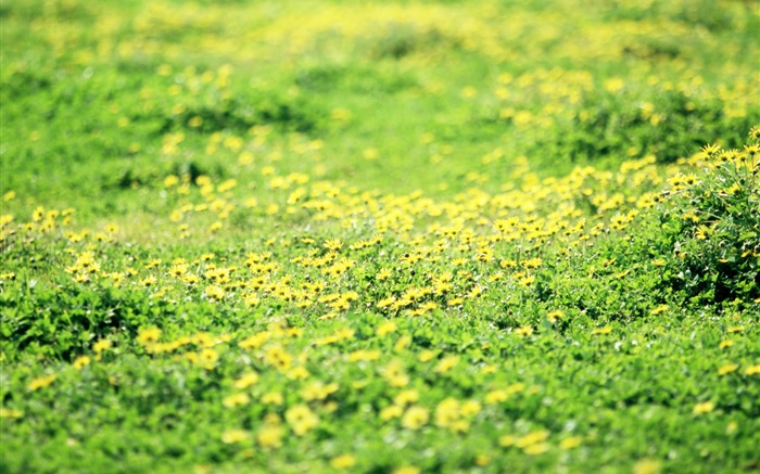Hierba, césped, flores silvestres amarillas Fondos de pantalla, imagen