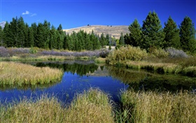 Hierba, árboles, estanque, paisaje de la naturaleza HD fondos de pantalla