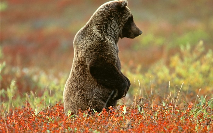 oso gris de pie Fondos de pantalla, imagen