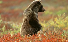 oso gris de pie
