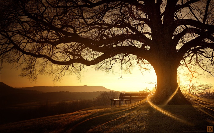 Gran árbol, banco, puesta de sol, los rayos de luz, imágenes creativas Fondos de pantalla, imagen