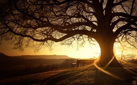 Gran árbol, banco, puesta de sol, los rayos de luz, imágenes creativas HD fondos de pantalla