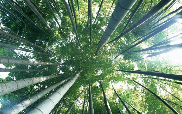 bambú verde, vista desde arriba, el deslumbramiento Fondos de pantalla, imagen
