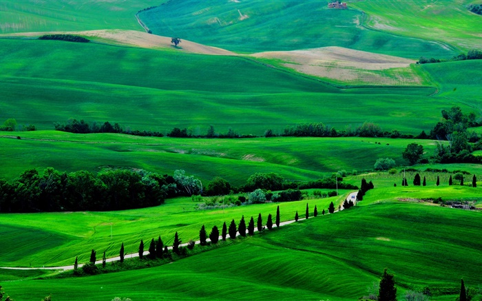 Campo verde, Toscana, Italia, árboles, camino Fondos de pantalla, imagen