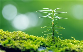 hierba verde, primavera, pequeña planta de primer plano HD fondos de pantalla