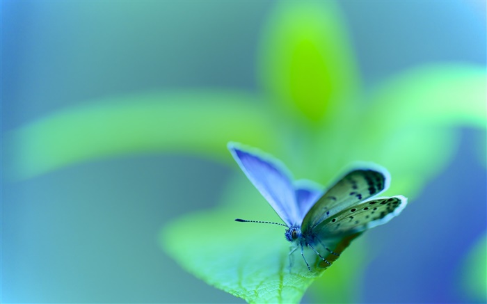 Hoja verde, mariposa, polilla, insecto, bokeh Fondos de pantalla, imagen