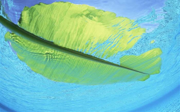 flotador de la hoja verde en el agua de mar, Maldivas Fondos de pantalla, imagen