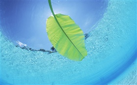 hoja verde, bajo el agua, el mar, Maldivas HD fondos de pantalla