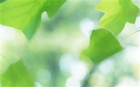 hojas de color verde, bokeh, verano
