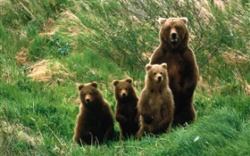 familia del oso grizzly, hierba HD fondos de pantalla