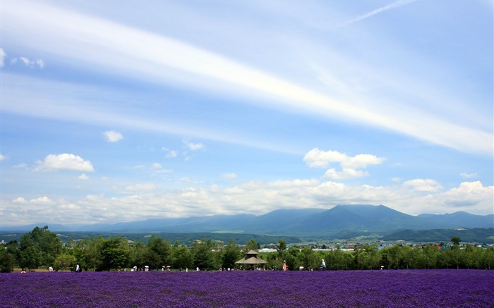 Hokkaido, Japón, Vistas al parque, flores, montañas, nubes Fondos de pantalla, imagen