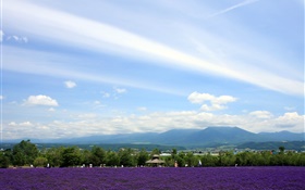 Hokkaido, Japón, Vistas al parque, flores, montañas, nubes