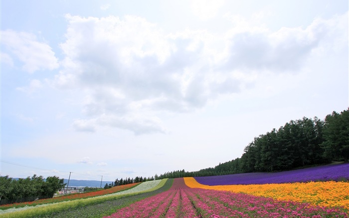 Hokkaido, Japón, campo de flores hermoso, colorido Fondos de pantalla, imagen