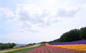 Hokkaido, Japón, campo de flores hermoso, colorido HD fondos de pantalla