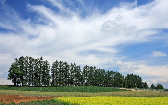 Hokkaido, Japón, paisaje de la naturaleza, verano, árboles, campos, nubes Fondos de pantalla, imagen
