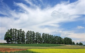 Hokkaido, Japón, paisaje de la naturaleza, verano, árboles, campos, nubes