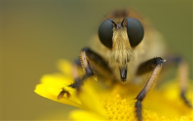 Insectos y flores de color amarillo fotografía macro HD fondos de pantalla