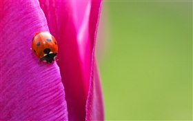 Insecto, mariquita, tulipán púrpura pétalo