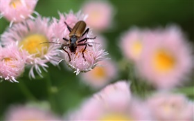 Insectos, flores de color rosa, bokeh HD fondos de pantalla