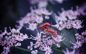 Insectos, flores silvestres HD fondos de pantalla