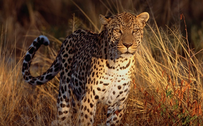 Jaguar en la hierba Fondos de pantalla, imagen