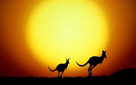 Canguro al atardecer, Australia