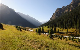 Kirguistán, bosque, árboles, montañas, mañana, césped, río